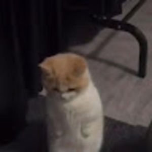 Meet your Posher, No